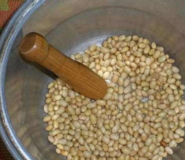 橡皮树还要买肥料?半年埋点“小豆子”,蹭蹭长新叶,又大又亮!