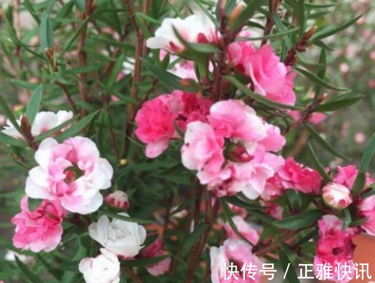 松红梅|此款花卉，好养易爆盆，花开媲美玫瑰，花朵姿态万千，美