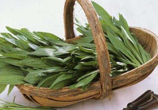 车前草|农村野生“尿床草”,过去“救命”现在治病,老人喜欢用来泡茶