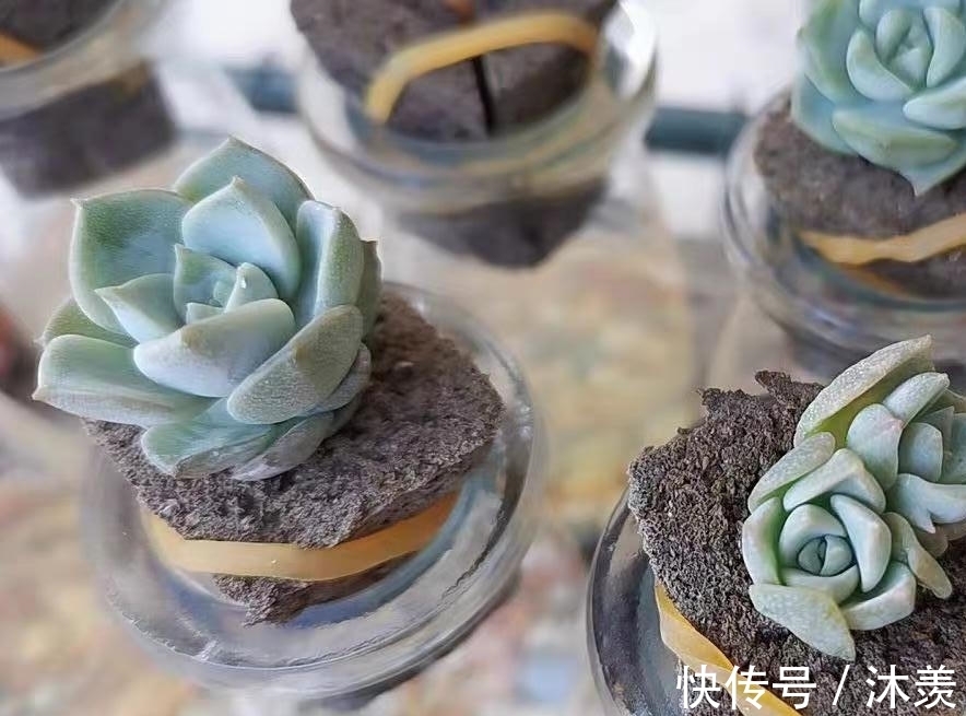 布丁瓶搭配海绵养多肉,不买盆不买土,干净卫生,容易出状态