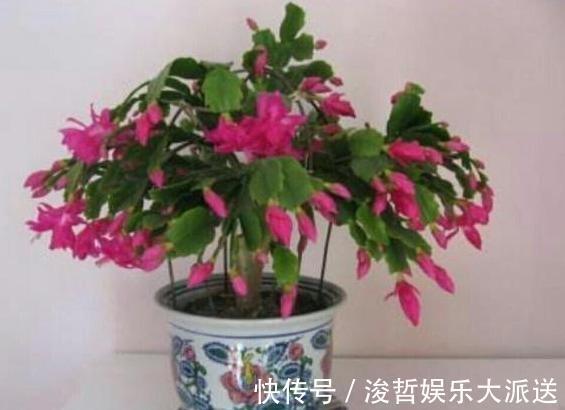 长寿花和蟹爪兰可以做邻居吗原来这么“养”,枝叶茂密花开不断