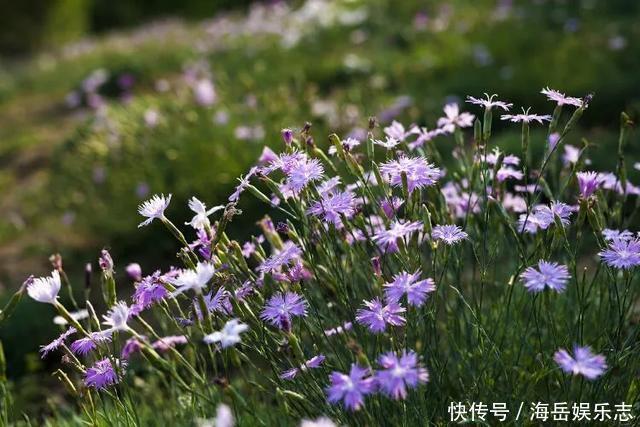 惊艳！这处百花齐放的花海师生全免费！这个暑假就约起！