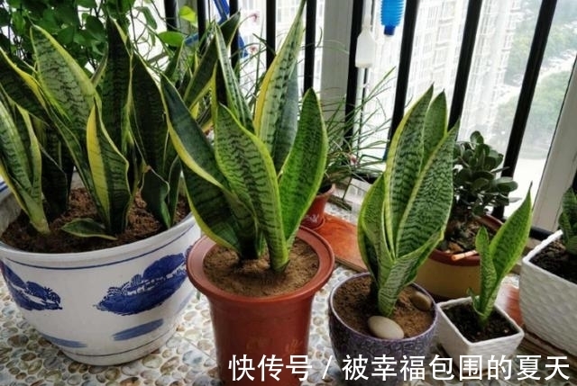 这5种植物难开花，想要赏花，该先学会“催花”小技巧