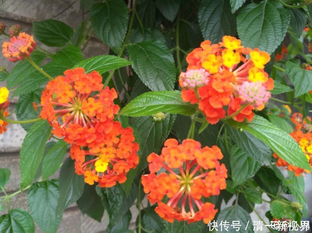 7种花插土里，立马长满院子，蚊虫不敢靠近！