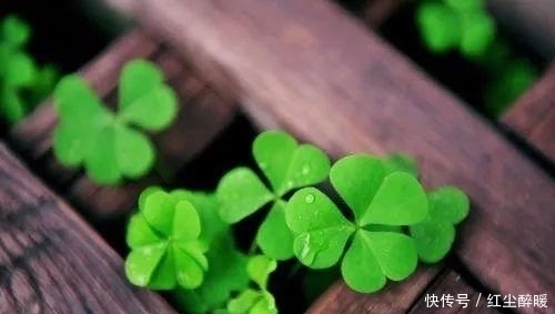 小时候总在四处寻找的幸运草，这次总算可以全部带回家了