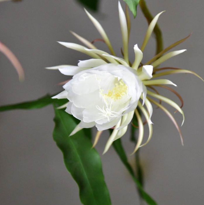 不再|昙花叶片为何频频发黄教你如何预防,让其健康生长,不再枯黄!