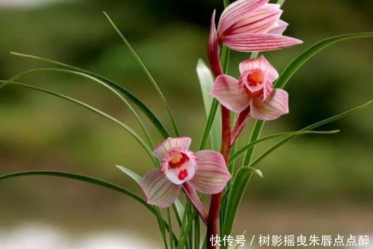 兰花兰花|养花就养这几款,花姿妖娆,四季繁花似锦,姿色艳丽