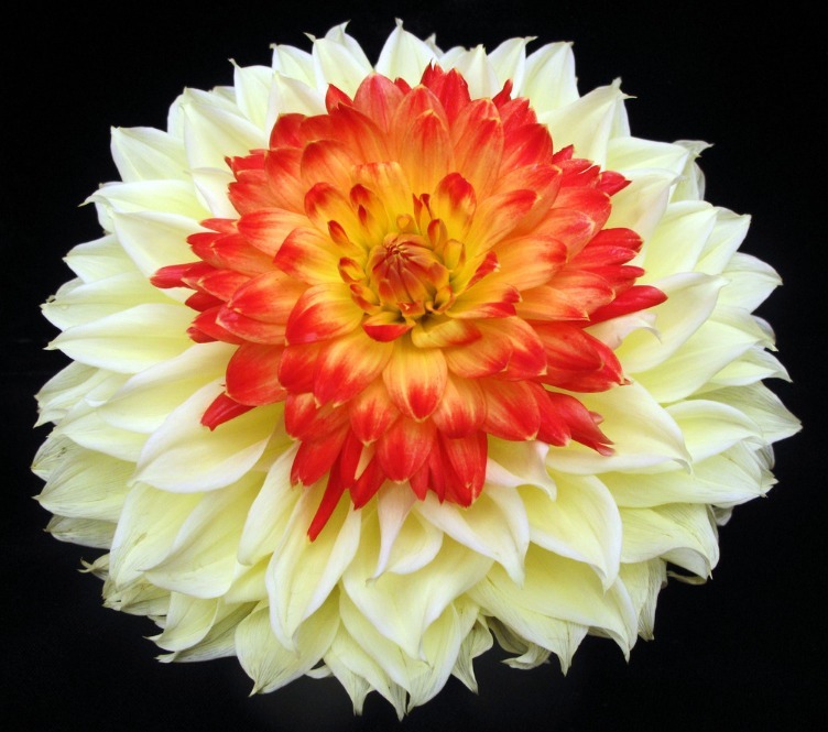 此花姹紫嫣红,串串红如火如荼,堪同牡丹媲美,是富贵的象征