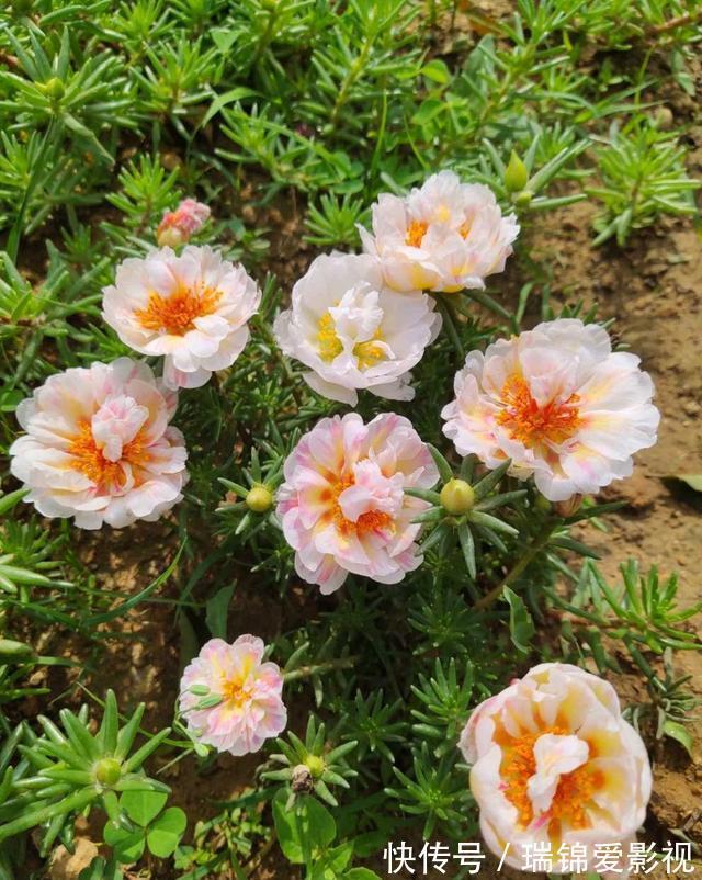 农村人都爱种的5种花，没啥名气，开花却漂亮极了!