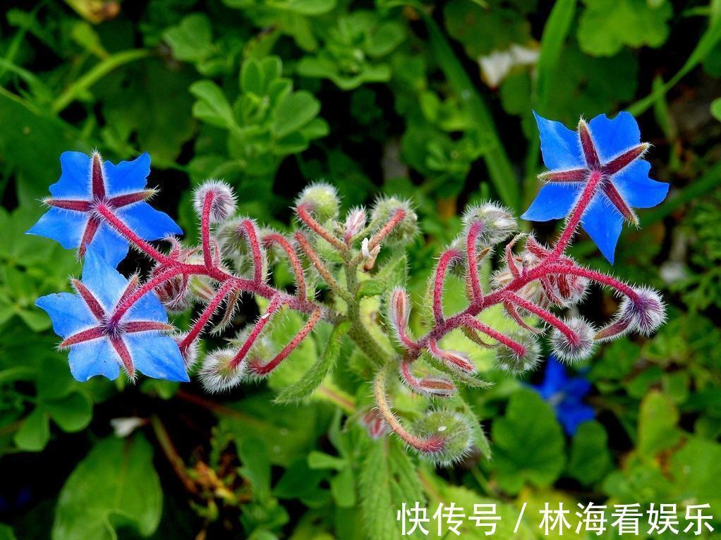 紫草科|此花被称为勇气之花，还可以用在菜肴里面，花朵小巧可爱