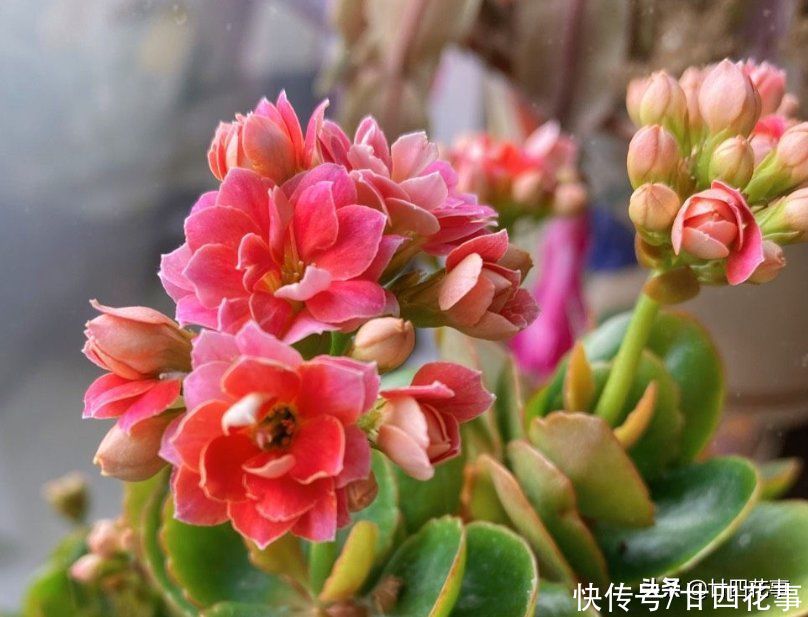 磷酸二氢钾，是养花“双刃剑”，用好了花多色艳，用不好伤害植株