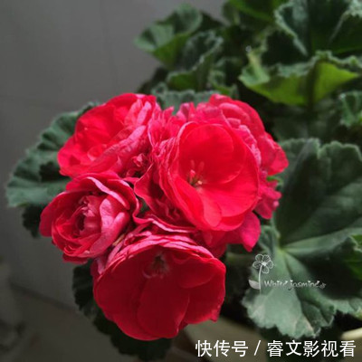 阳台种了30多种天竺葵,美不胜收,客人来了都舍不得走