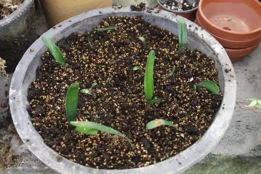 扦插|不用扦插,养花1盆变10盆,把根一掰,成活率翻倍!