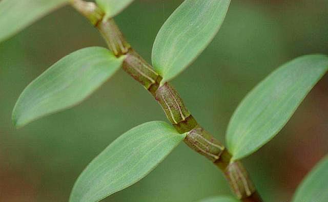 盆栽养石斛,“四点建议”送给你,石斛长势好,开花多且花期长!