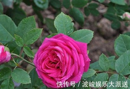 快乐园|今年最火花,一定是这款珍品月季,花大色艳,轻松爆盆,不养后悔