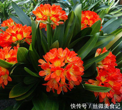 养花|养君子兰,在花盆里埋上10粒“它”,3个月蹿出4片新叶,开花50朵