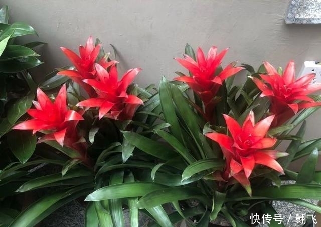 迎新春,这3种花必不可少,喜庆吉祥,过大节