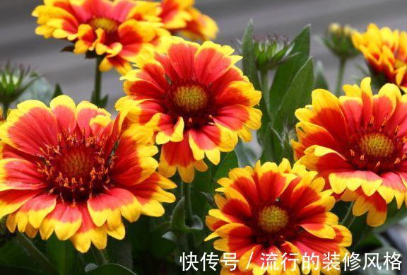 庭院|8月17日-9月1日,庭院选这几款花,艳丽的几款花卉,寓意幸福