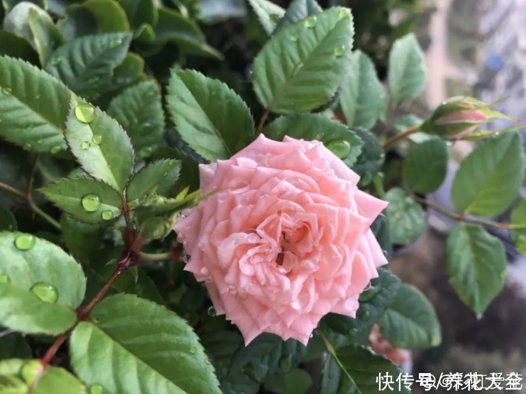 4月养花病虫害，白霜、黑斑、黄点儿···再不治就死光了