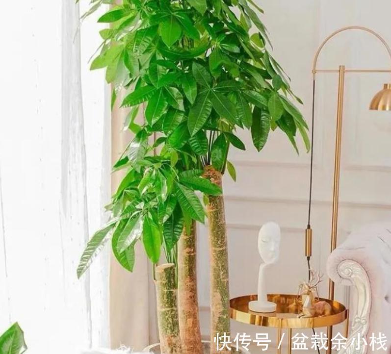 适合客厅盆栽的大型绿植有什么?这3款首当其选,显高级又好活