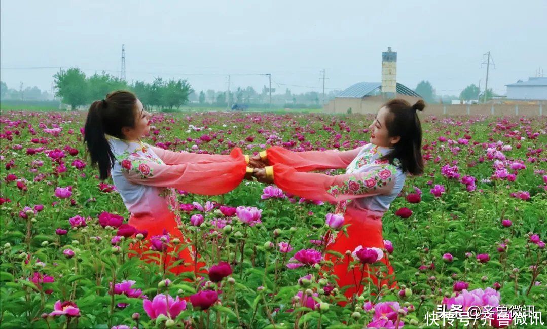 芍药|六月至，“花相”芍药笑迎宾