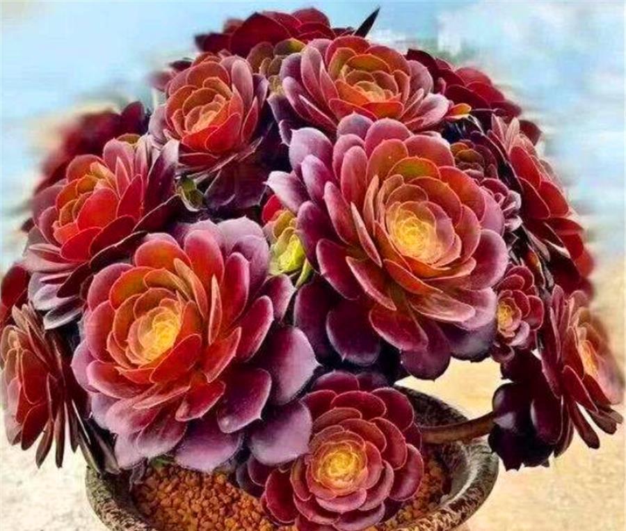 捧花状|把法师养成捧花状，无非做好4件事，3个月爆头上色，颜值逆袭