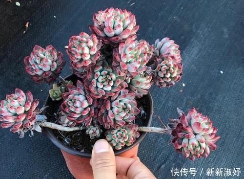 小米星|12款多肉天生就爱凑热闹,爆盆群生是强项,花友:养起来真过瘾