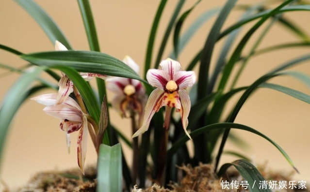 兰花凋谢后,早做3件事,新芽还比老苗多