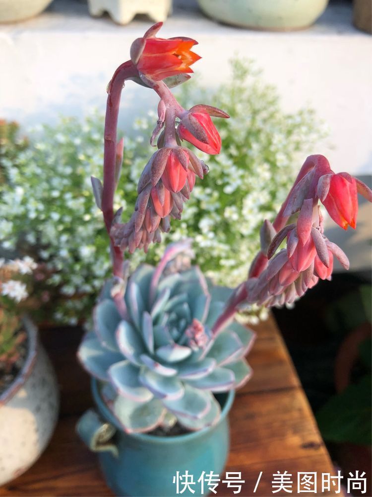 阳台|DIY改造17㎡屋顶花园，忙得不亦乐乎，在喧嚣城市打造一隅静谧