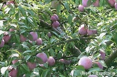 甘氨酸|夏令佳果三华李清甜爽脆,它还具有这么强大的功效你知道吗?