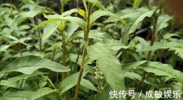 毒鱼|这种野草开红花，花瓣能“酿酒”，嫩叶能“毒鱼”，泡柿子不发涩