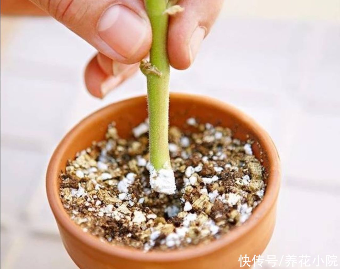成活率|扦插花卉,枝条放2种水里泡一下,生根快容易成活