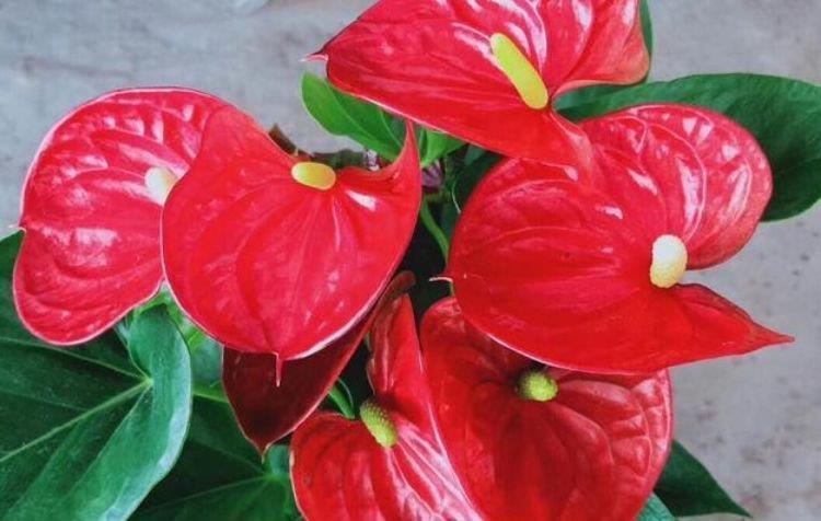 绿萝|最适合新手养的4种花,沾土就能活,不易生病好养护