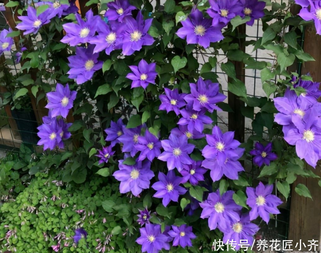 好多人喜欢养铁线莲，教你“爆花”小秘诀，一定不能“太抠”