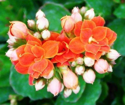 长寿花|6月13日开始，养花试试这几款，家里美成小花园，长势旺盛开花美