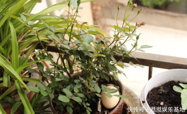 鸡蛋全身是宝将它们分开用作养花,可让盆栽枝繁叶茂、多开花