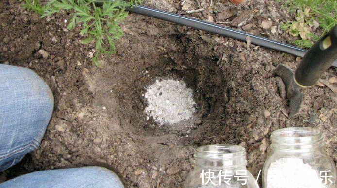 枝丫|最爱开花的三角梅,被养得花量稀少,快做好3件事,之后花开满盆