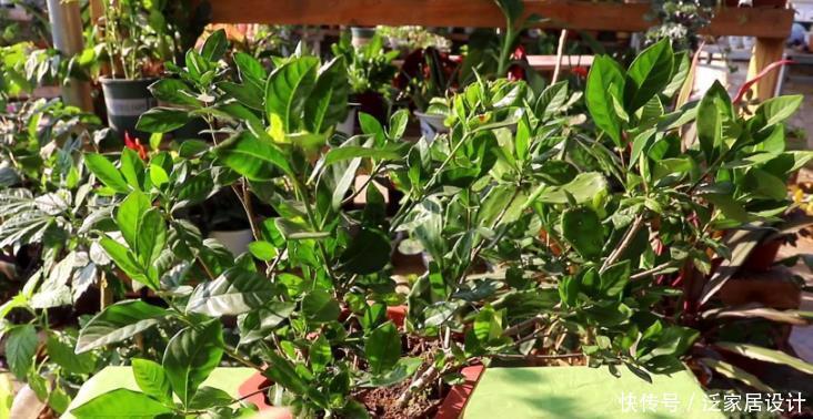 光照|栀子花其实不难养,盆栽注意3点,叶子油绿开花勤