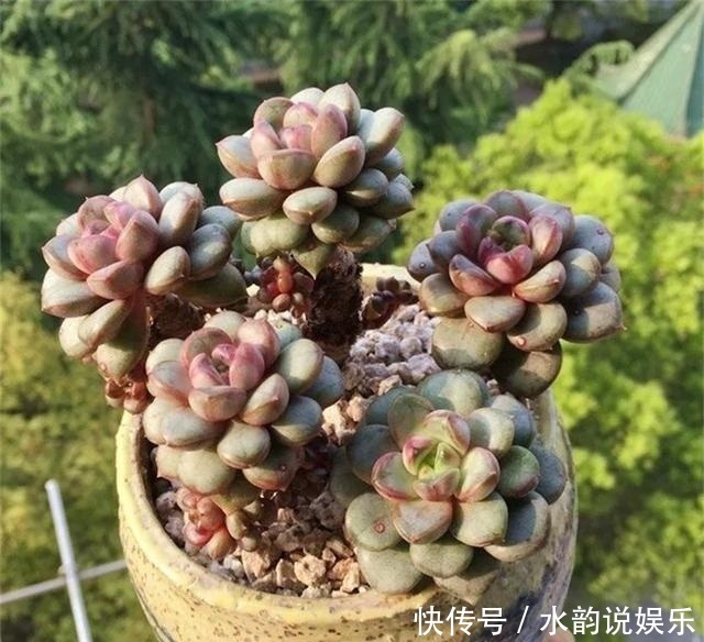 烂根|夏天养多肉,记住“懒养”,少打理多观察,要不烂根烂叶找上门