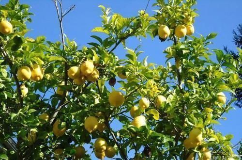 雌雄异株|3种带香味的树,家里养一棵,四季清香,人人见了都喜欢