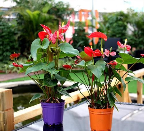 4种花，好看又好养，15天喂一次大补肥，花朵爆满盆