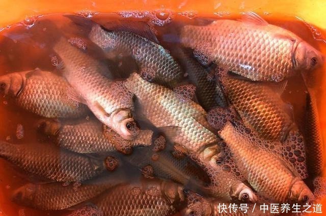 牛b鲫|这东西6块钱1斤，钓鲫鱼效果绝佳四季通用，爱钓鲫鱼的你别错过！