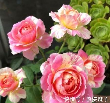 有机肥|月季花为什么开花越来越浅,颜色越来越淡,3个原因区分对待