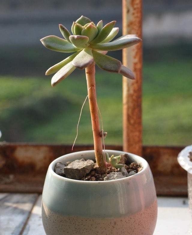 冬天里的多肉,做好“两件事”,安心过冬,不徒长状态更美