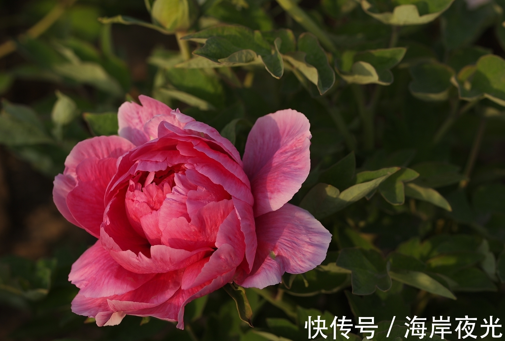 才子#唐代才子卢纶的一首诗,写尽了白牡丹的美丽,可谓与众不同