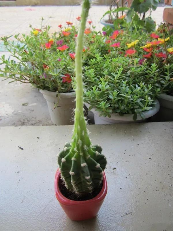 雨水|10种不能淋雨的花,淋完雨就死,盆栽养花注意事项