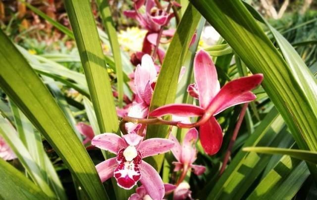 浇水|养花也要看基本功,这几个护根法不学会,养啥啥死