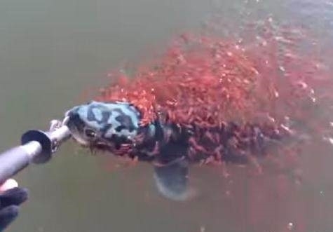 潸然泪下|男子钓鱼时钓到一条大鱼，鱼漏出水面的时候一面让人潸然泪下！