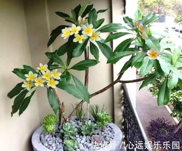 湿润|6种佛教圣花,个个都是吉祥花,家里养一盆,养心又养身