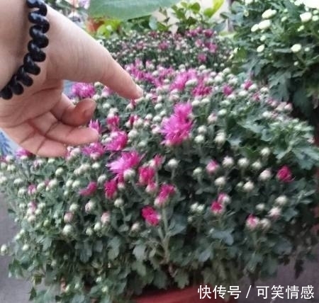 花市上菊花开得正艳，卖花老人却说出了旁人不知的烦恼